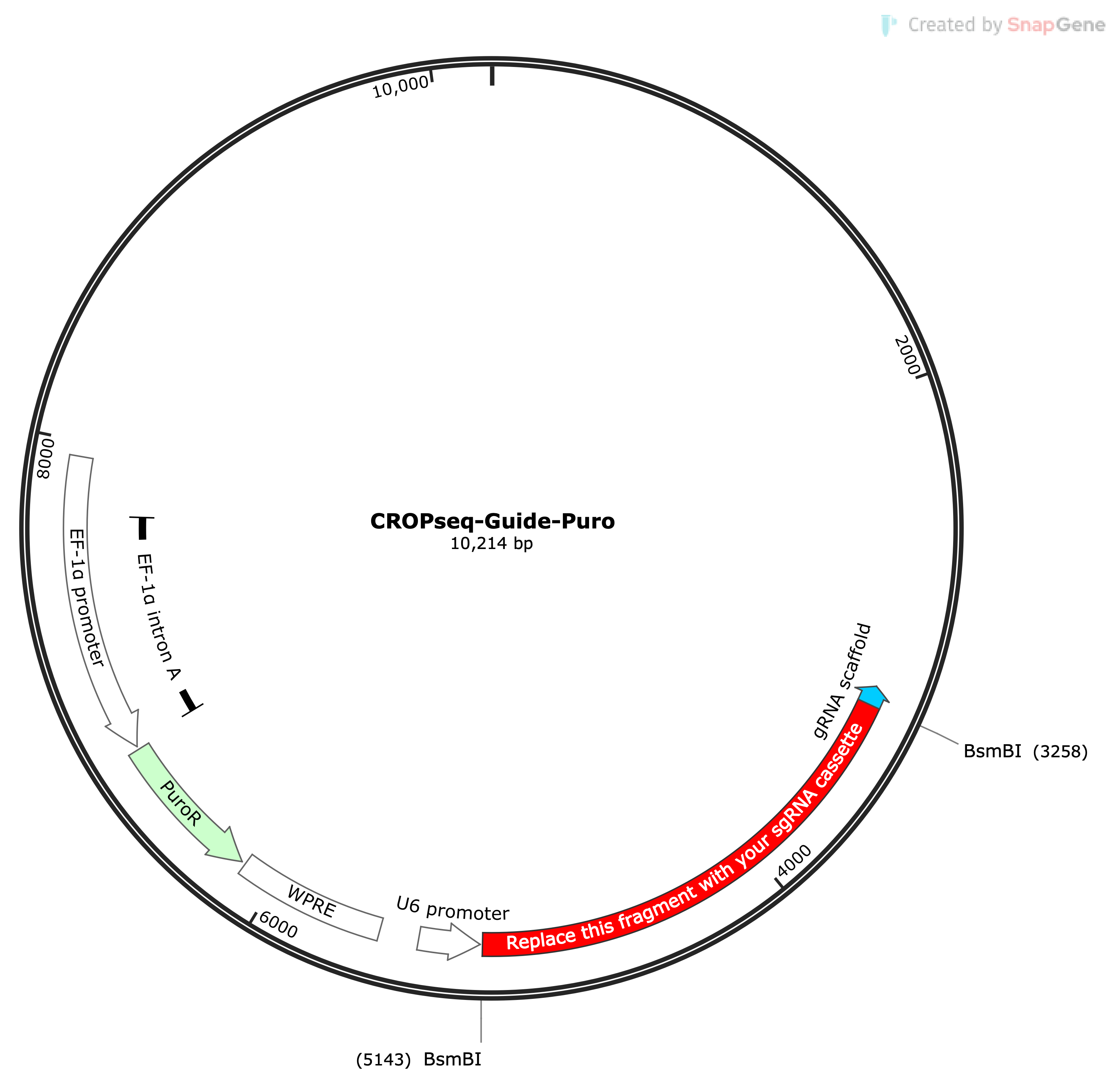 sgRNA vector backbone