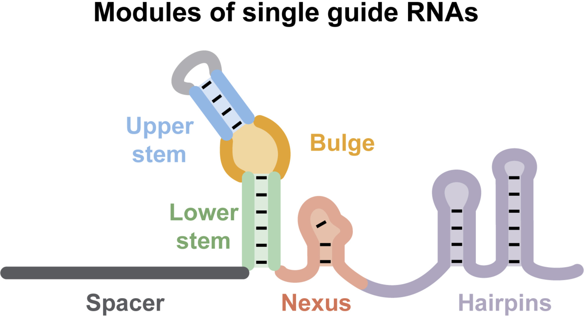 sgRNA structure